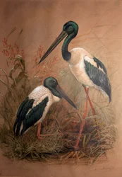 Cicogna dal collo nero (Xenorhynchus australis), 1856-67